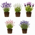 pack-2-lavender-live-plants-4-8-inches-hardy-fragrant-perennial