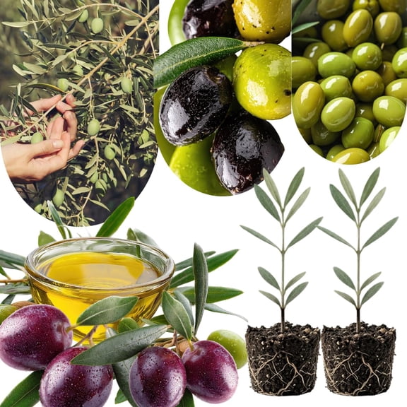 Pack 2 Live Arbequina Olive Trees Plants, 4-6 Inches Tall, Cold Hardy and High Yield, Ideal for Outdoor Planting