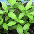 thumbnail image 1 of Pack 2 Longevity Spinach Live Plants Gynura Procumben Seedlings Longevity Greens Stater Plants 4-6 Inch Tall, 1 of 6