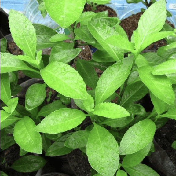 Pack 2 Longevity Spinach Live Plants Gynura Procumben Seedlings Longevity Greens Stater Plants 4-6 Inch Tall