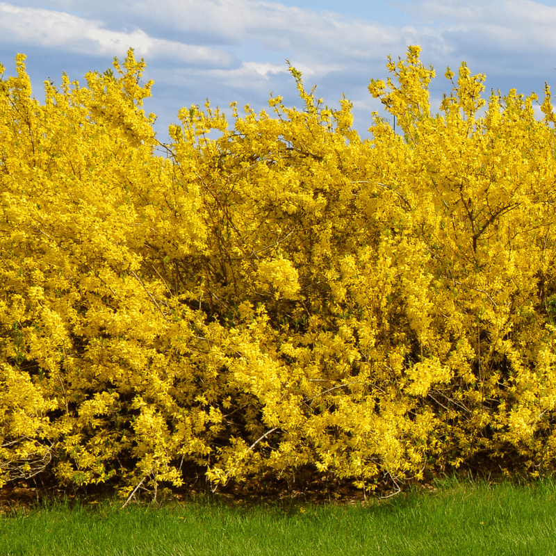 Forsythia intermedia 'Spectabilis' – Plantentuin
