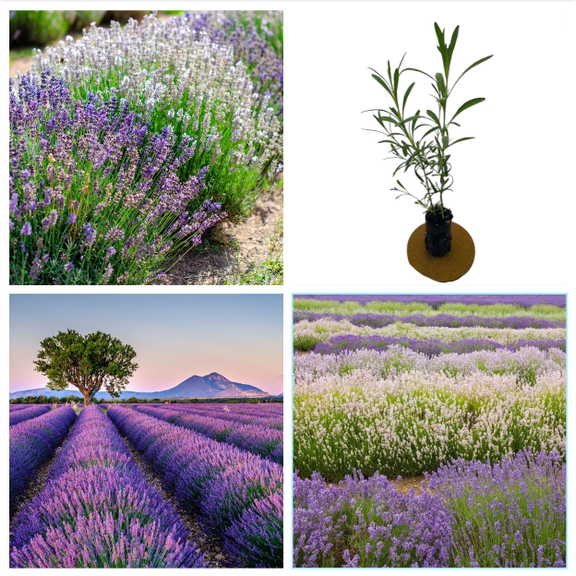 Pack 2 Mix Lavender Live Starter Plants for Planting, 2 Lavender Plants Live Flower, Lavandula Perennial Starter Plants Plugs, 4 to 6 Inch Tall