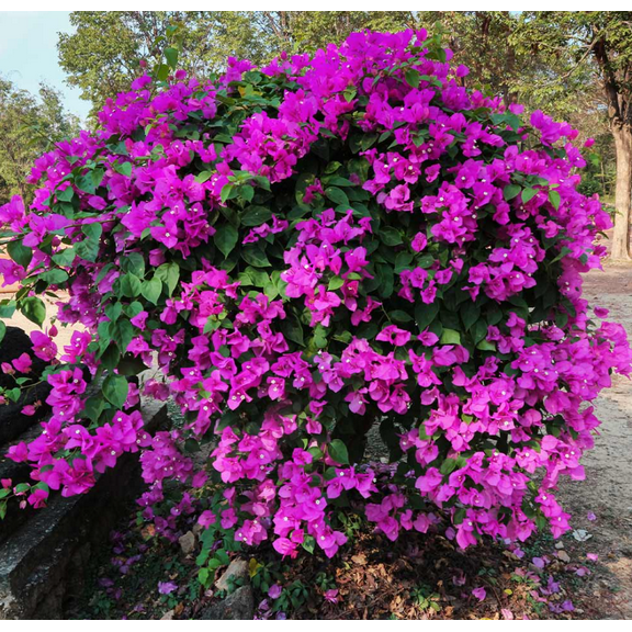 Pack 2 New River Bougainvillea Tree Live Plants Paperflower Purple Bougainvillea Vine 4-6 Inch Tall