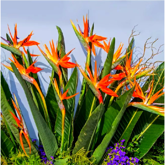 Pack of 2 Orange Bird of Paradise Live Starter Plants for Planting, Strelitzia Reginae Well-Rooted Tropical Perennial Blooming, 4 to 9 Inch Tall, No Ship Pot