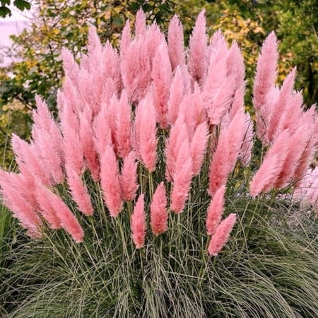 Pack 2 Pampas Grass Plants, Live Pampas Perennial Grasses 4-8 Inches, Ornamental Grass for Outdoor Garden Landscaping - Pink Pampas