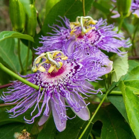 Pack 2 Passion Flower Plants, Light Purple Passiflora Vine Flowering Plant 3 to 6 Inch Tall