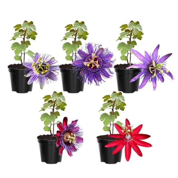 Pack 2 Passion Flower Plants, Mixed Passiflora Vine Flowering Plant 4-7 Inch Tall, Indoor Outdoor Planting