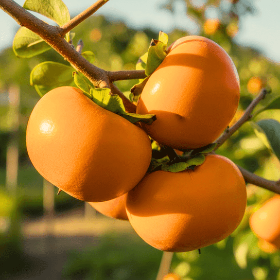 Pack 2 Persimmon Plants Live, Dormant Trees, Cold Hardy Fruit Tree for Edible Gardening, 12-18 Inch Height