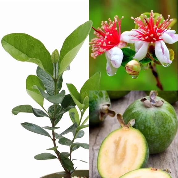Pack of 2 Pineapple Guava Live Starter Plants for Planting, Exotic Fruit Tree with Fragrant Flowers, Sweet Tropical Fruit, 4 to 6 Inch Tall, No Ship Pot