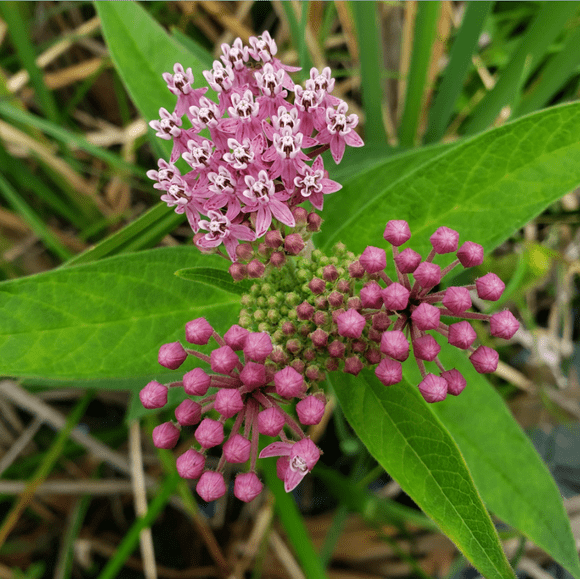 Pack 2 Pink Milkweed Plants Asclepias Tuberosa Flower Live Plants Tropical Milkweed Plants 4-6 Inch Tall - Ship No Pot