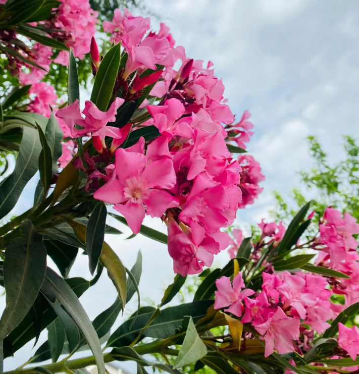 Pack of 2 Pink Oleander Live Starter Plants for Planting, Live Nerium Oleander, Oleander Well Rooted for Gardening Indoor Outdoor, 4-9 Inch Tall, No Ship Pot
