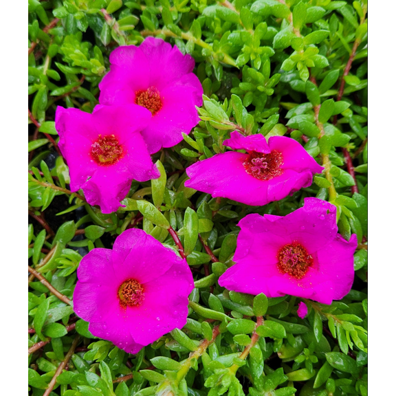 Pack of 2 Puerto Rican Hot Pink Portulaca Live Starter Plants for Planting, Bright Pink Succulent Flowers, Portulaca Grandiflora, 4-9 Inch Tall, No Ship Pot