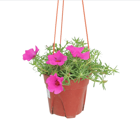 Pack of 2 Puerto Rican Hot Pink Portulaca Live Starter Plants for Planting, Bright Pink Succulent Flowers, Portulaca Grandiflora, 4-9 Inch Tall, No Ship Pot