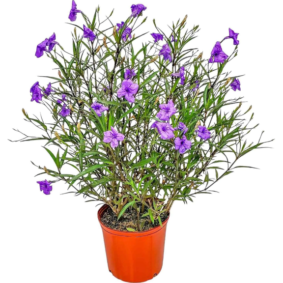 Pack of 2 Purple Showers Ruellia Live Starter Plants for Planting, Purple Mexican Petunia, Ruellia Brittoniana, Britton's Wild Petunia, 4 to 9 Inch Tall, No Ship Pot