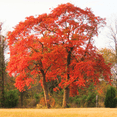 thumbnail image 1 of Pack 2 Sassafras Tree Live Plants, Bareroots Sassafras Albidum, Dormant Tree from 12 to 18 Inches Tall, 1 of 5