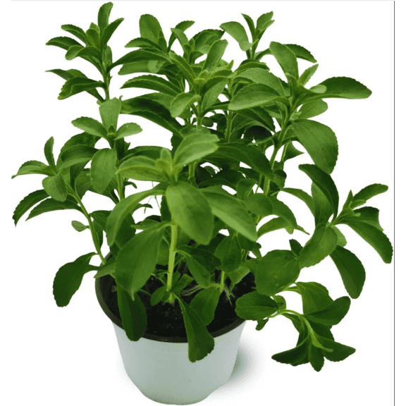 Pack of 2 Stevia Live Starter Plants, Natural Sweetener Herb, Stevia Mint Herb Plants Live Gardening Growing Indoor Outdoor, 4 to 6 Inch Tall, No Ship Pot
