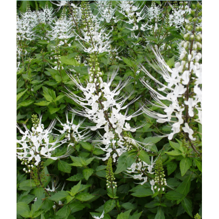 Pack 4 White Cats Whiskers Plants Java Tea Orthosiphon Aristatus Starter Plants 4-6 Inch Tall