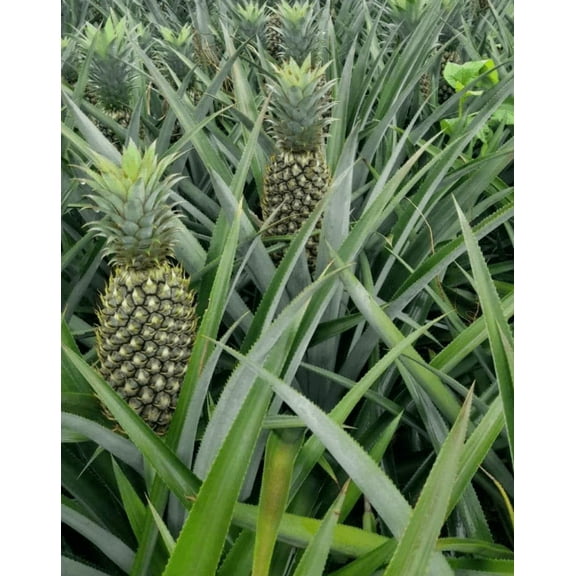 Pack 2 White Jade Pineapple Plants Ananas Comosus Tropical Pineapple Fruit Seedlingss 4-6"Tall