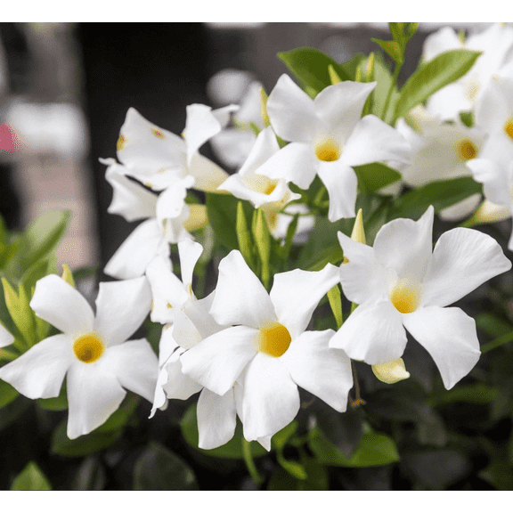 Pack 2 White Mandevilla Live Plants Dipladenia Vine Rocktrumpet Brazilian Jasmine Flowers Well Rooted 4-6 Inch Tall