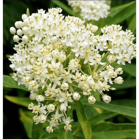 Pack 2 White Milkweed Plants Asclepias Tuberosa Flower Live Plants Tropical Milkweed Plants 4-6 Inch Tall - Ship No Pot
