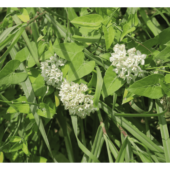 Pack 2 White Vining Milkweed  Plants Twinevine Milkweed Flower Live Plants Climbing Milkweed Vine Plants 4-6 Inch Tall - Ship No Pot