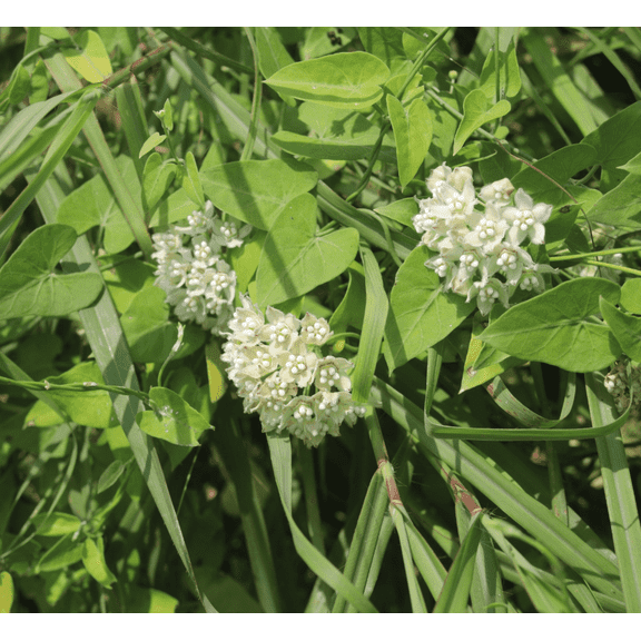 Pack 2 White Vining Milkweed Plants Twinevine Milkweed Flower Live Plants Climbing Milkweed Vine Plants 4-6 Inch Tall - Ship No Pot