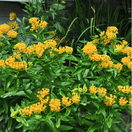 Pack 2 Yellow Milkweed Plants Asclepias Tuberosa Flower Live Plants Tropical Milkweed Plants 4-6 Inch Tall - Ship No Pot
