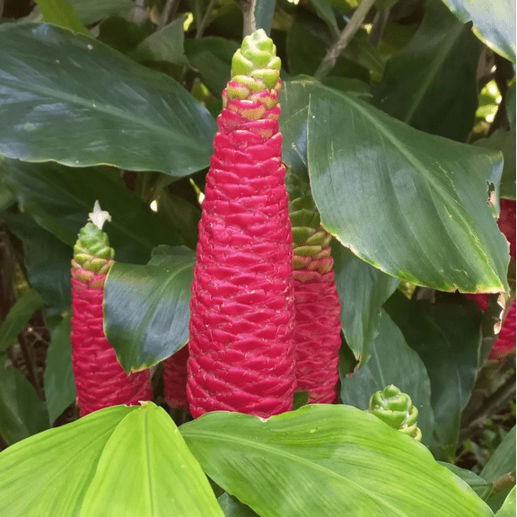 Pack 20 Ginger Shampoo Live Rhizomes, Pinecone Ginger Awapuhi Shampoo Ginger Roots for Planting, Zingiber Zerumbet Well Rooted