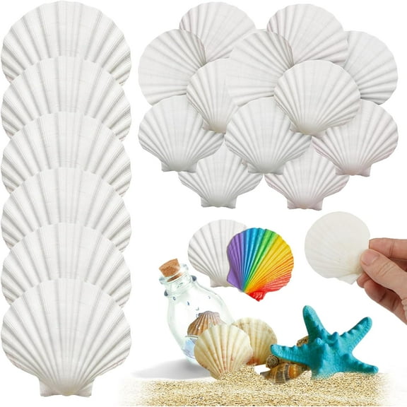 Pack of 20 Large Natural Shells Decoration, 7-8 cm White Colourfast Shell Shells, Natural Shell, Shells for Crafts for DIY Crafts Decoration Beach Theme Party