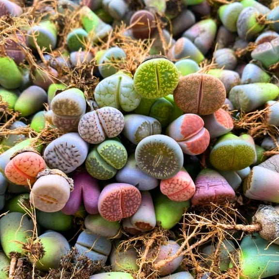 Pack 20 Mix Lithops Succulents Plants Bulks, Corlorful Living Stones Lithops Live Plants, Lithop Succulents Cactus