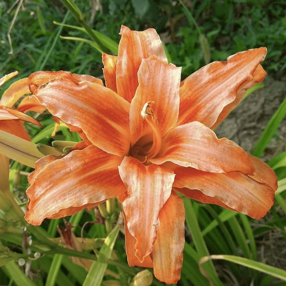 Pack 3 Double Orange Bloom Daylily Full Roots, Hardy Perennial Lily for Planting