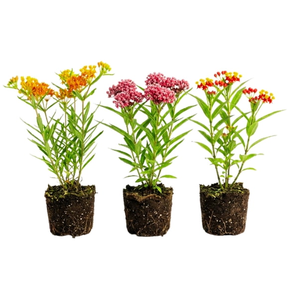 Pack 3 Mix Butterfly Milkweed Plants, 4-8 Inch Tall Assorted Asclepias Tuberosa Plants for Outdoors Planting, Live Fragrant Milkweed Plant