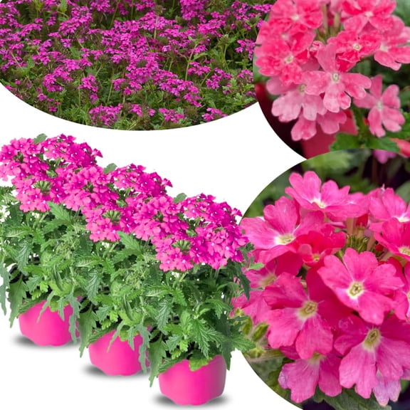 Pack 3 Pink Verbena Plants Live Perennial Ground Cover, No Pot, 5-9" in Tall, Can Grow As Trailing Bushes, Spring Flowers