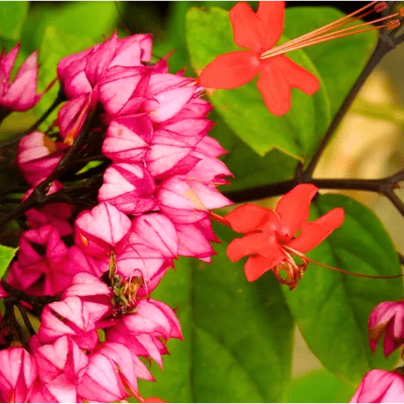 Pack 4 Bleeding Heart Red Live Plants, Clerodendrum Thompsonii Bleeding Heart Vine, Cherry Red Valentine Blooms, 4-6"Tall, No Ship Pot