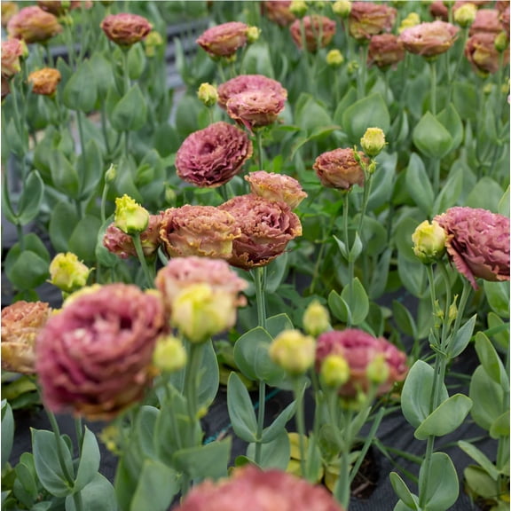 Pack 4 Brown Lisianthus Plants Live for Planting Lisianthus Thornless Roses Seedling, Eustoma Flower, Well-Rooted Starter Plugs, 2-4 Inch Tall