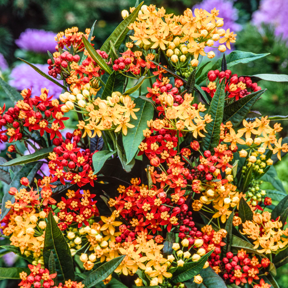 Pack 4 Butterfly Milkweed Plants Live, Mix Milkweed Live Plants, 5-8" Height Asclepias Tuberosa Perennial Flowers for Gardens
