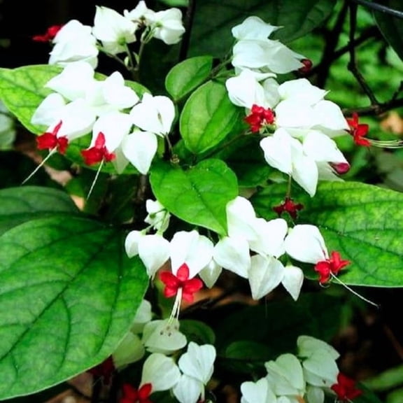 Pack 4 Clerodendrum Bleeding Heart Plants Live, 5-10 Inch Tall, Clerodendrum Bleeding Heart Vine, Bell Shaped Flowers (White Bleeding Heart)