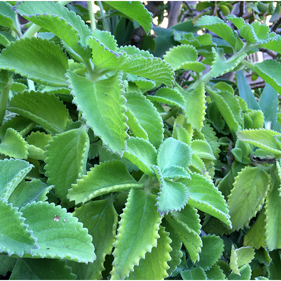 Pack 4 Cuban Oregano Plants Mexican Mint Spanish Thyme Well Rooted Starter Plant 4-6" Bareroot