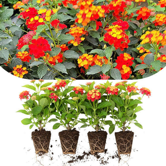 Pack 4 Lantana Plants Live, Fast-Growing Flowering Perennials for Garden or Containers, 4-8 Inches Tall, Orange Red Yellow Blooms