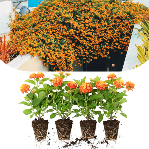 Pack 4 Lantana Plants Live, Fast-Growing Flowering Perennials for Garden or Containers, 4-8 Inches Tall, Sunset Blooms