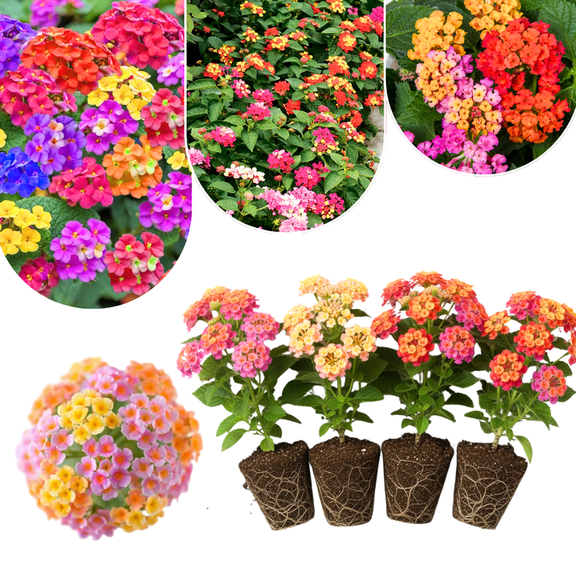 Pack 4 Lantana Plants Live, Hardy Flowering Perennial for Outdoor Planting, 4-8 Inches Tall, Mixed Blooms