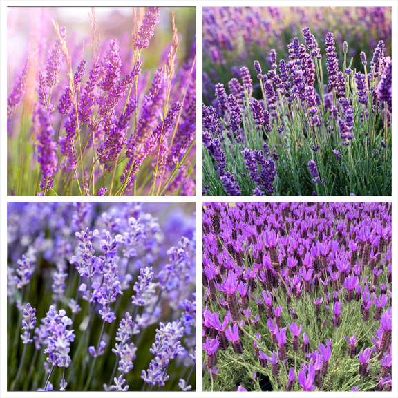 Pack 4 Mix Lavender Live Starter Plants for Planting, 2 Lavender Plants Live Flower, Lavandula Perennial Starter Plants Plugs, 4 to 6 Inch Tall