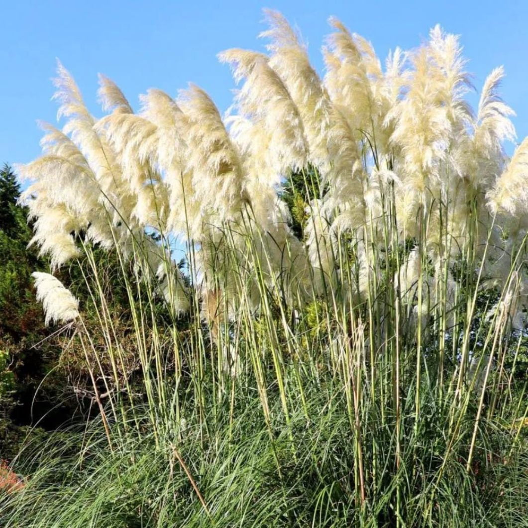 Pack 4 Pampas Grass Plants Live, Ornamental Pampas Grass Live Plants ...