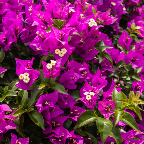 Pack 4 Purple Bougainvillea Plants Live, Bougainvillea Flowering Vine Plant for Outdoor, 4 to 7 Inch