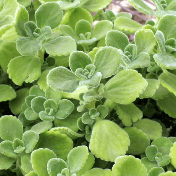 Pack 4 Vicks Live Plants for Planting, Plectranthus Plants, Fragrant Succulent Plant, Vicks Rare Herb, 4-8 Inch Tall, No Pot