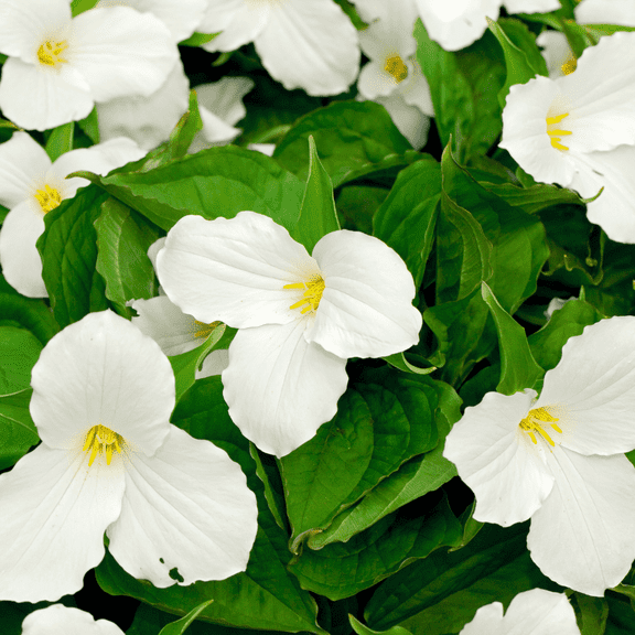Pack 5 Bulbs of Dormant White Trillium, Wood Lily Bare Root for Planting, Trillium Graniflorum