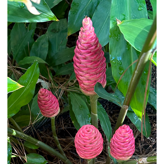 Pack 5 Ginger Shampoo Live Rhizomes, Pinecone Ginger Awapuhi Shampoo Ginger Roots for Planting, Zingiber Zerumbet Well Rooted