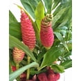 thumbnail image 1 of Pack 5 Hawaiian Awapuhi Shampoo Ginger Rhizomes Pinecone Ginger Red Ginger Lily Bulbs, Grow Indoor or Outdoor, 1 of 6