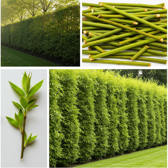 Pack 5 Hybrid Willow Trees Cuttings for Planting, Hybrid Willow Tree Plants for Growing, Fast Growing Trees, 6-10 Inch Long