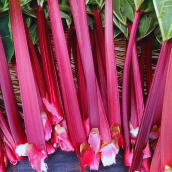 Pack 5 Rhubarb Plants Roots for Planting, Common Rhubarb Roots Live Plant, Vegetable Plant, 4 to 6 Inches Tall Garden